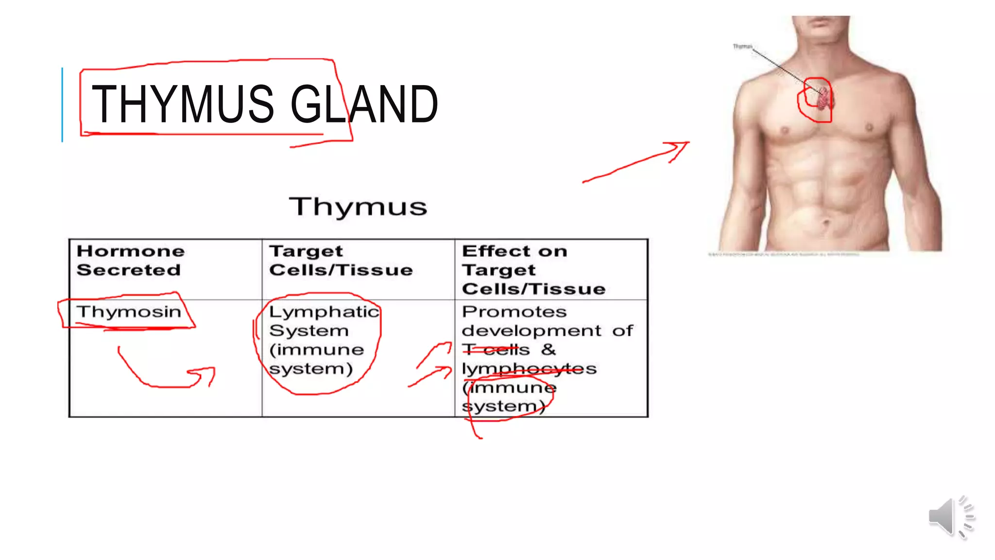 THYMUS GLAND
 