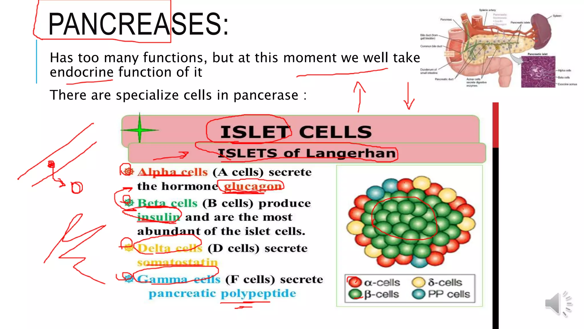 PANCREASES:
Has too many functions, but at this moment we well take a
endocrine function of it
There are specialize cells in pancerase :
 
