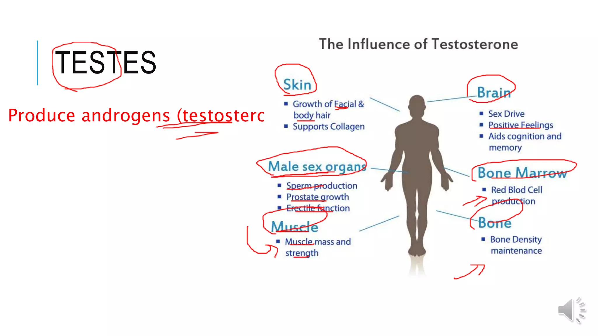 TESTES
Produce androgens (testosterone)
 