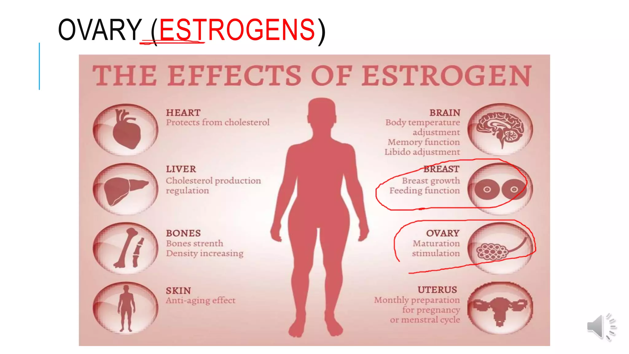 OVARY (ESTROGENS(
 