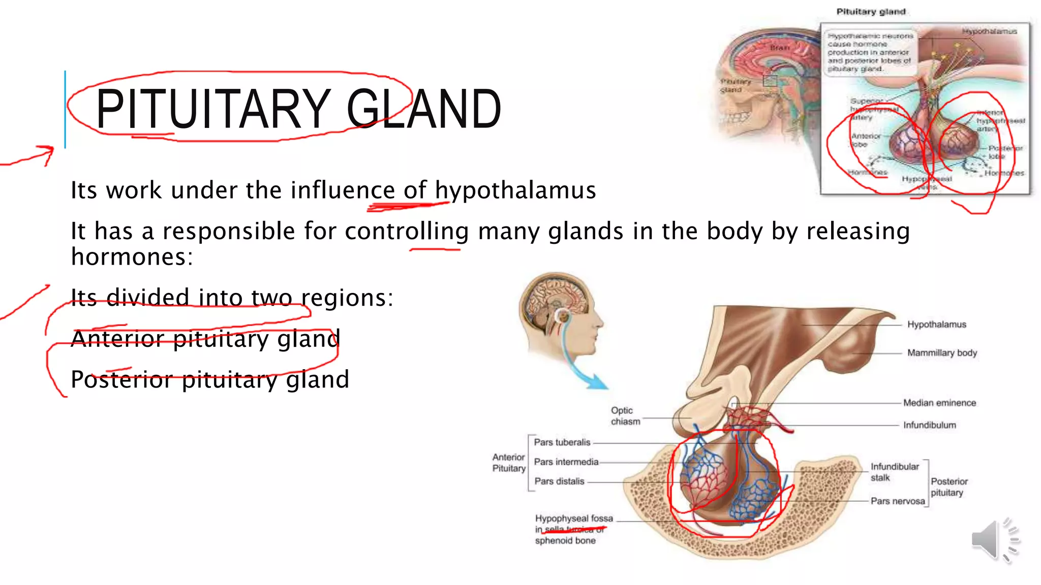 PITUITARY GLAND
Its work under the influence of hypothalamus
It has a responsible for controlling many glands in the body by releasing
hormones:
Its divided into two regions:
Anterior pituitary gland
Posterior pituitary gland
 
