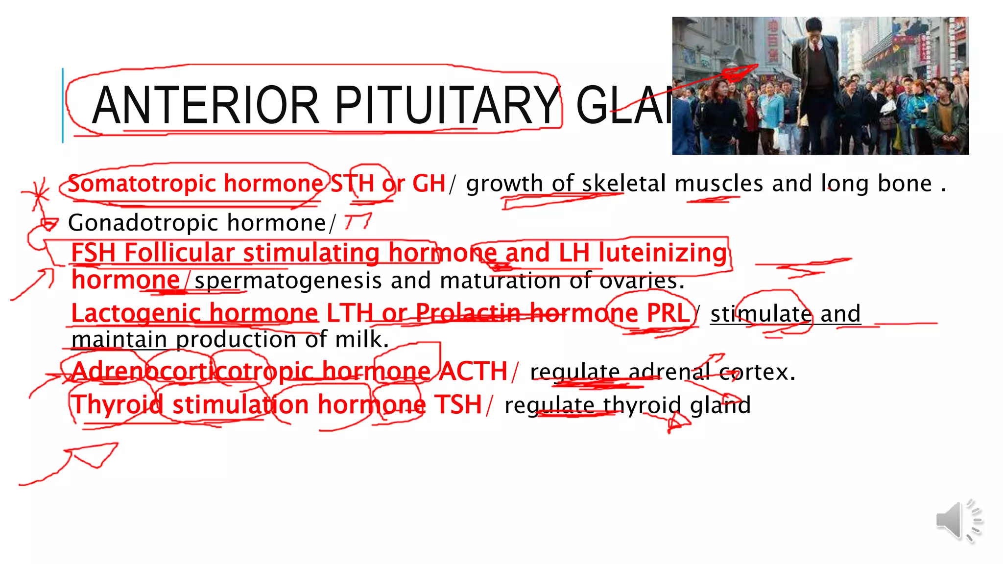 ANTERIOR PITUITARY GLAND
Somatotropic hormone STH or GH/ growth of skeletal muscles and long bone .
Gonadotropic hormone/
FSH Follicular stimulating hormone and LH luteinizing
hormone/spermatogenesis and maturation of ovaries.
Lactogenic hormone LTH or Prolactin hormone PRL/ stimulate and
maintain production of milk.
Adrenocorticotropic hormone ACTH/ regulate adrenal cortex.
Thyroid stimulation hormone TSH/ regulate thyroid gland
 
