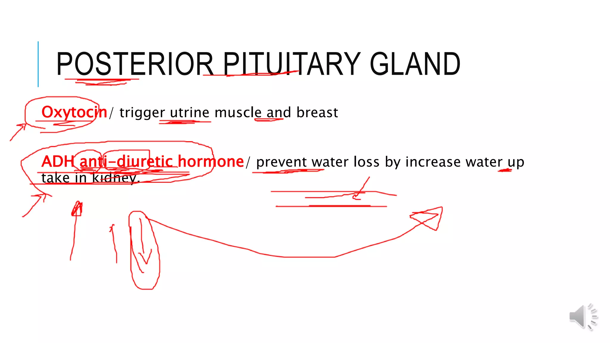POSTERIOR PITUITARY GLAND
Oxytocin/ trigger utrine muscle and breast
ADH anti-diuretic hormone/ prevent water loss by increase water up
take in kidney.
 