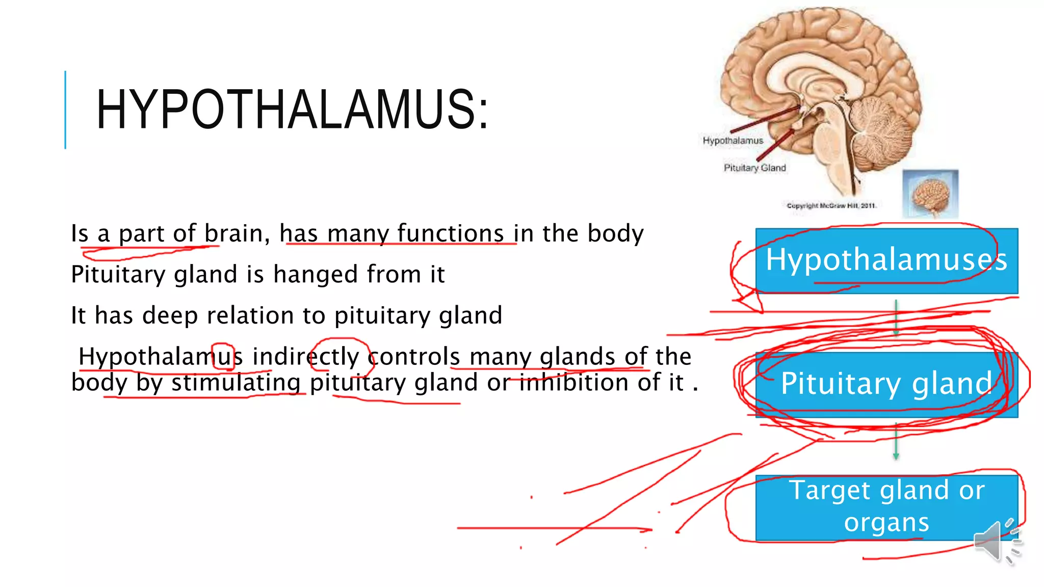 HYPOTHALAMUS:
Is a part of brain, has many functions in the body
Pituitary gland is hanged from it
It has deep relation to pituitary gland
Hypothalamus indirectly controls many glands of the
body by stimulating pituitary gland or inhibition of it .
Hypothalamuses
Pituitary gland
Target gland or
organs
 