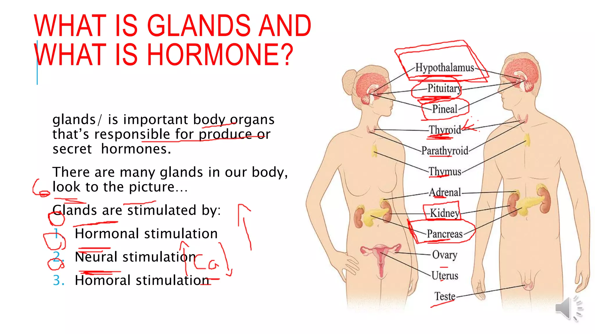 WHAT IS GLANDS AND
WHAT IS HORMONE?
glands/ is important body organs
that’s responsible for produce or
secret hormones.
There are many glands in our body,
look to the picture…
Glands are stimulated by:
1. Hormonal stimulation
2. Neural stimulation
3. Homoral stimulation
 