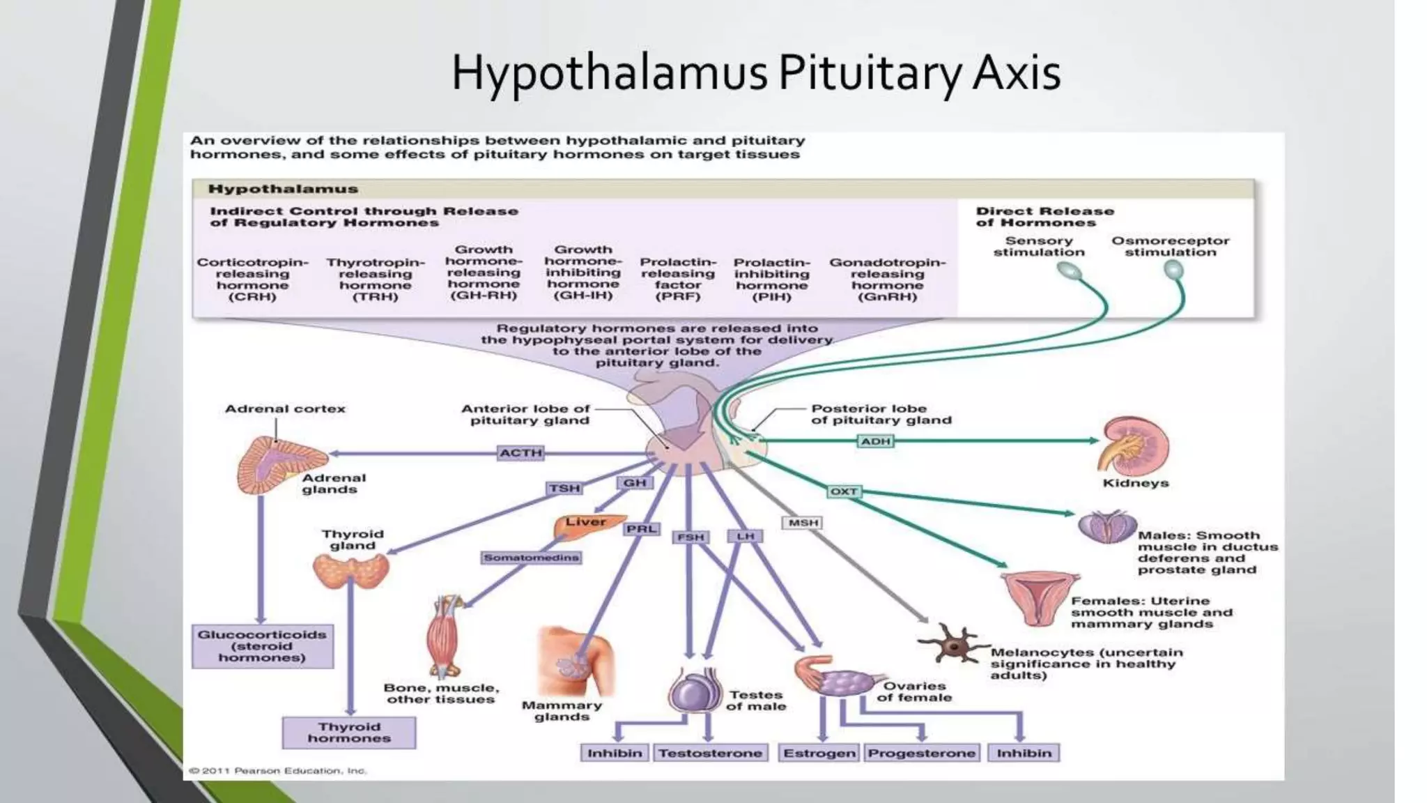 ENDOCRINOLOGY HYPOTHALAMIC
PITUITARY AXIS:
 