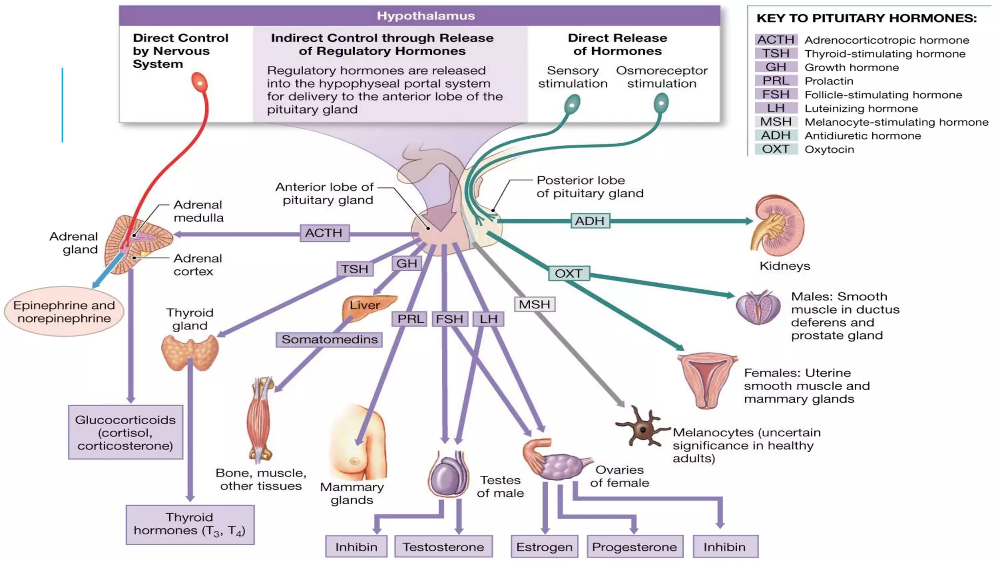 Endocrin system