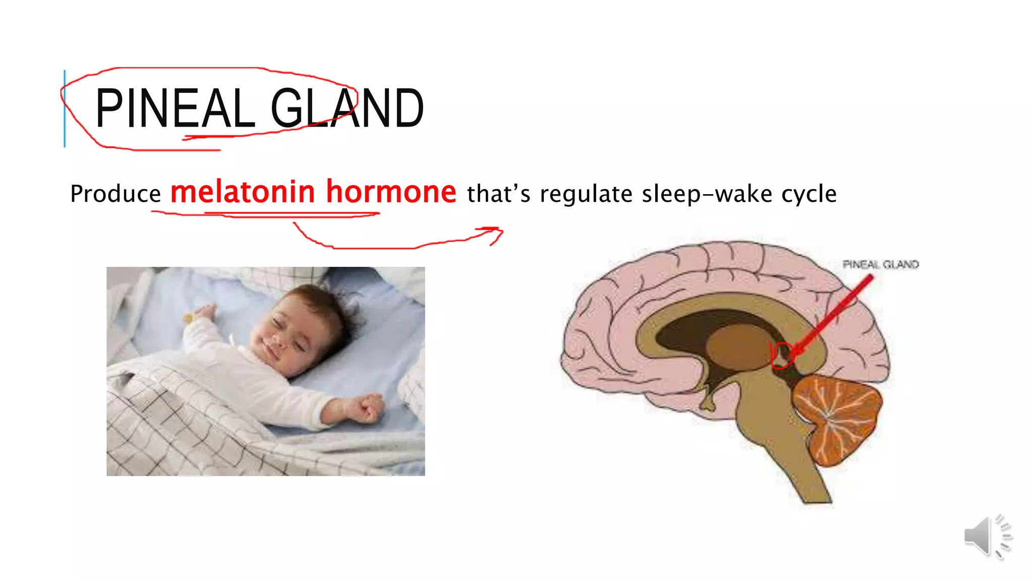 PINEAL GLAND
Produce melatonin hormone that’s regulate sleep-wake cycle
 