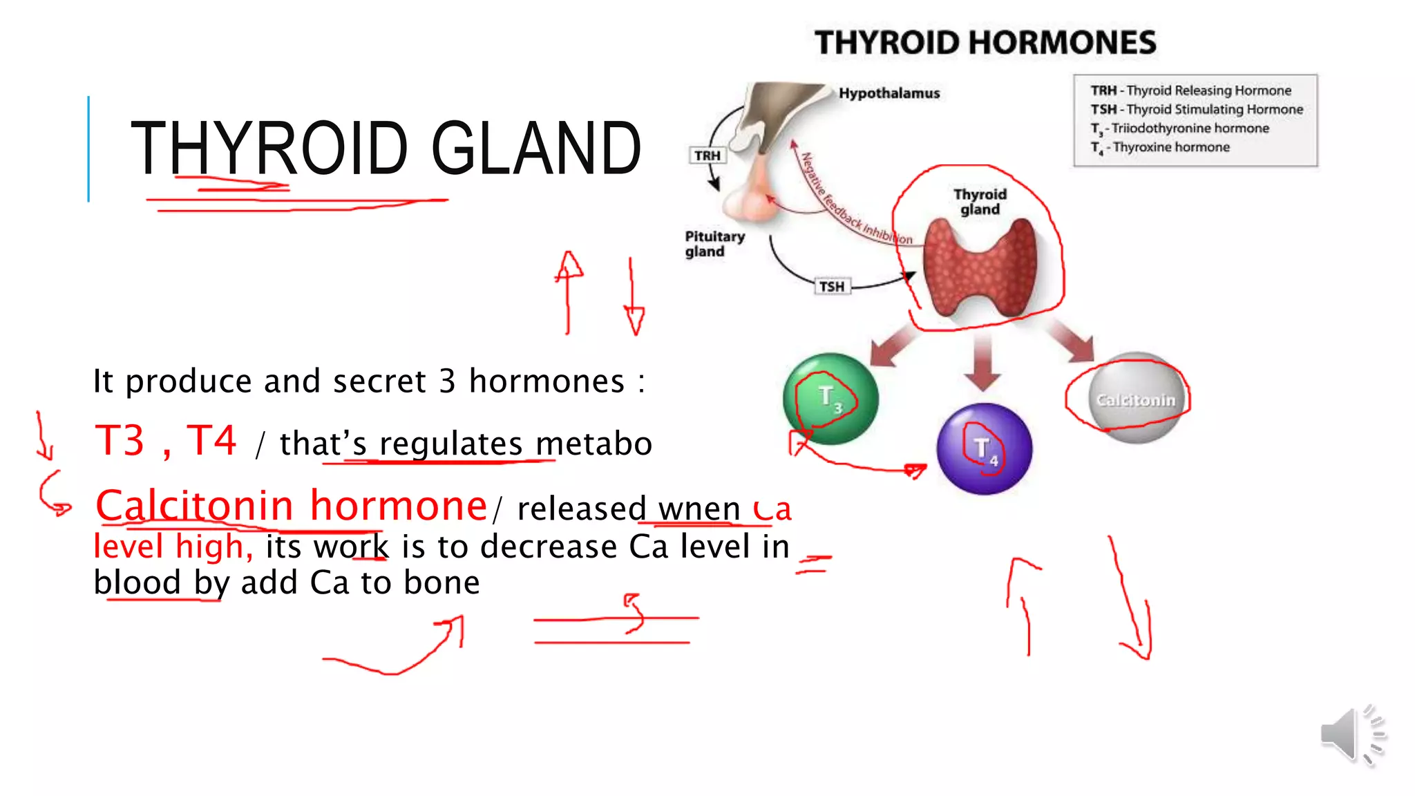 THYROID GLAND
It produce and secret 3 hormones :
T3 , T4 / that’s regulates metabolism
Calcitonin hormone/ released when Ca
level high, its work is to decrease Ca level in
blood by add Ca to bone
 