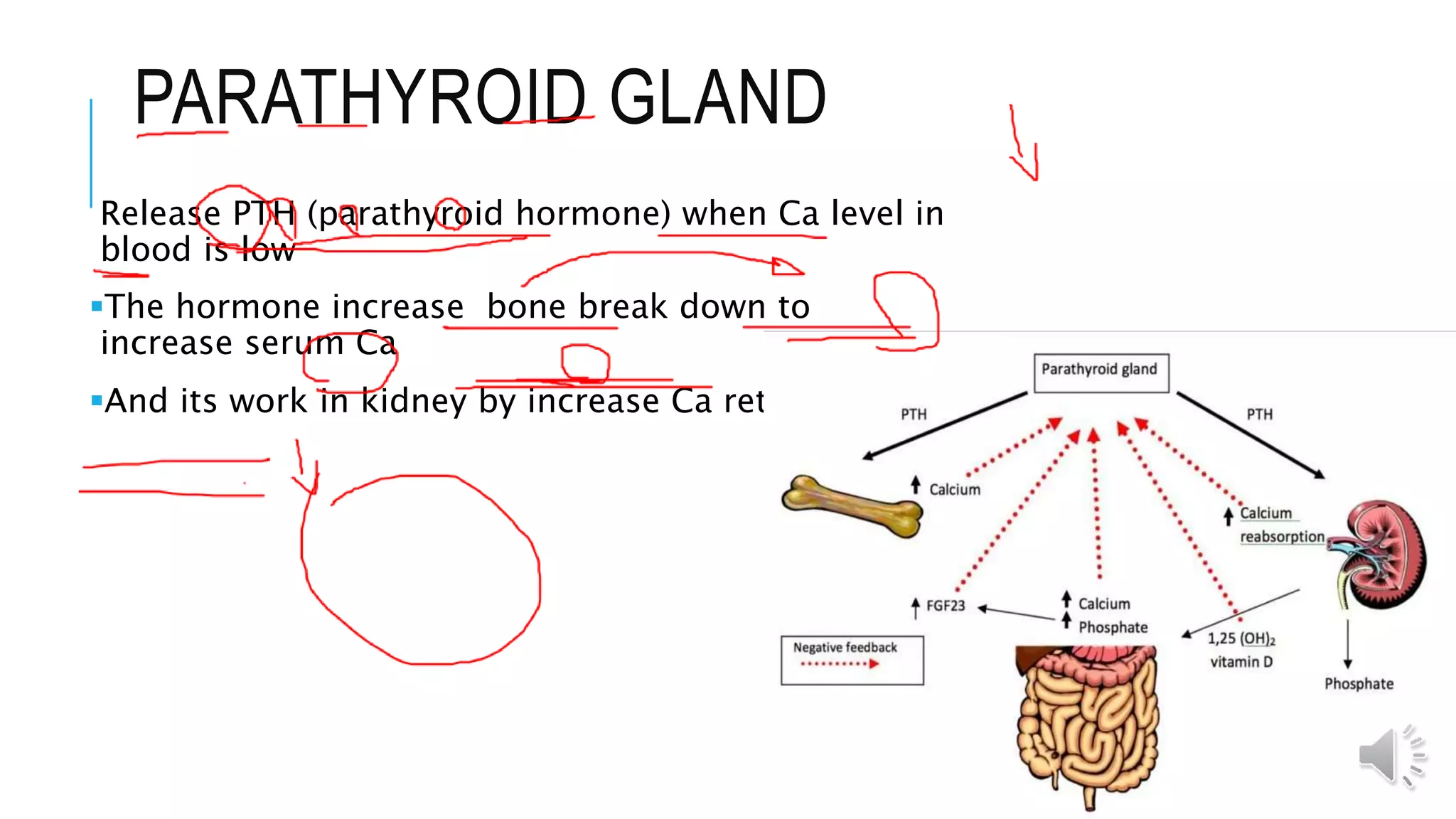 PARATHYROID GLAND
Release PTH (parathyroid hormone) when Ca level in
blood is low
The hormone increase bone break down to
increase serum Ca
And its work in kidney by increase Ca retention
 