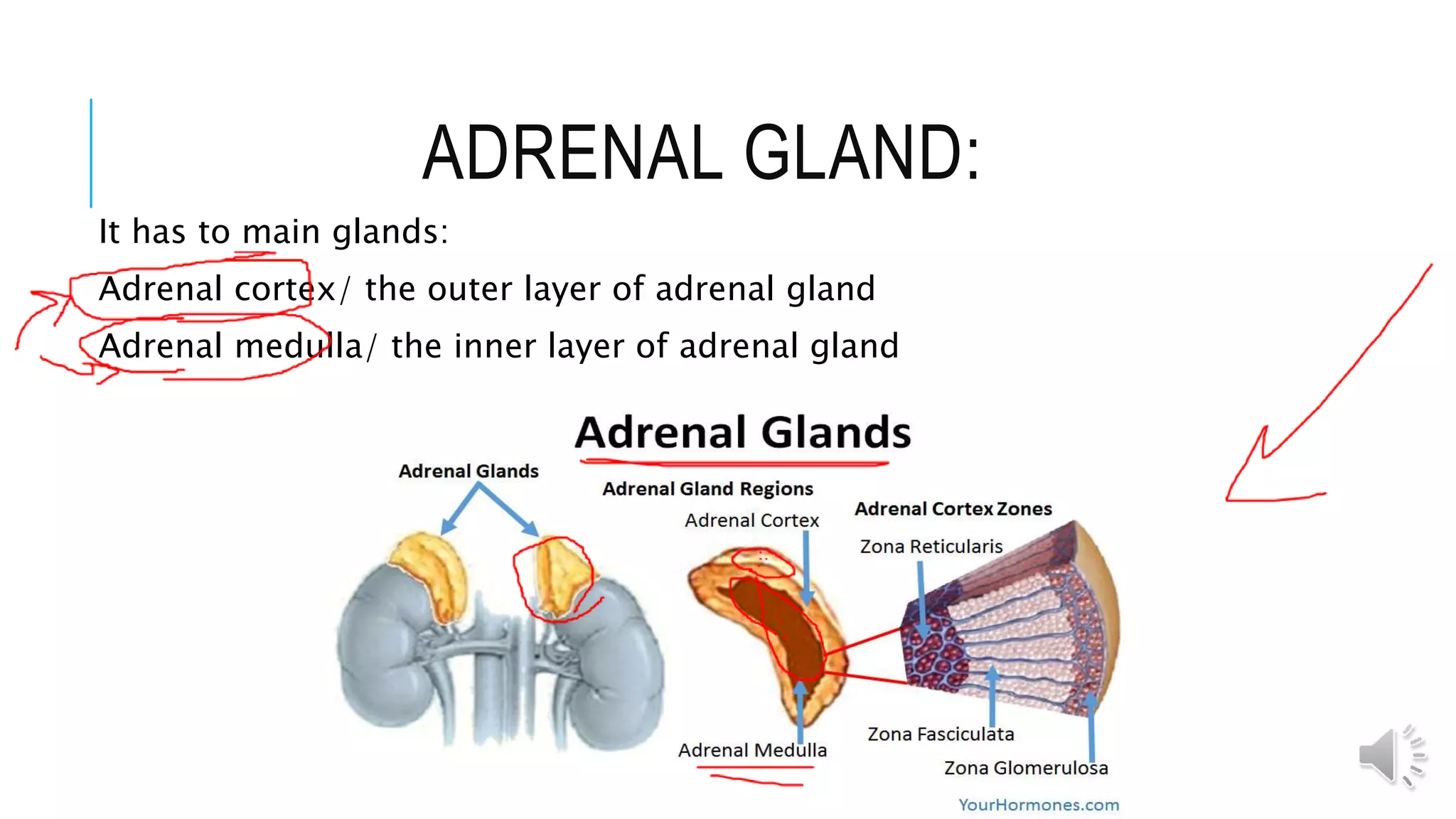 ADRENAL GLAND:
It has to main glands:
Adrenal cortex/ the outer layer of adrenal gland
Adrenal medulla/ the inner layer of adrenal gland
 