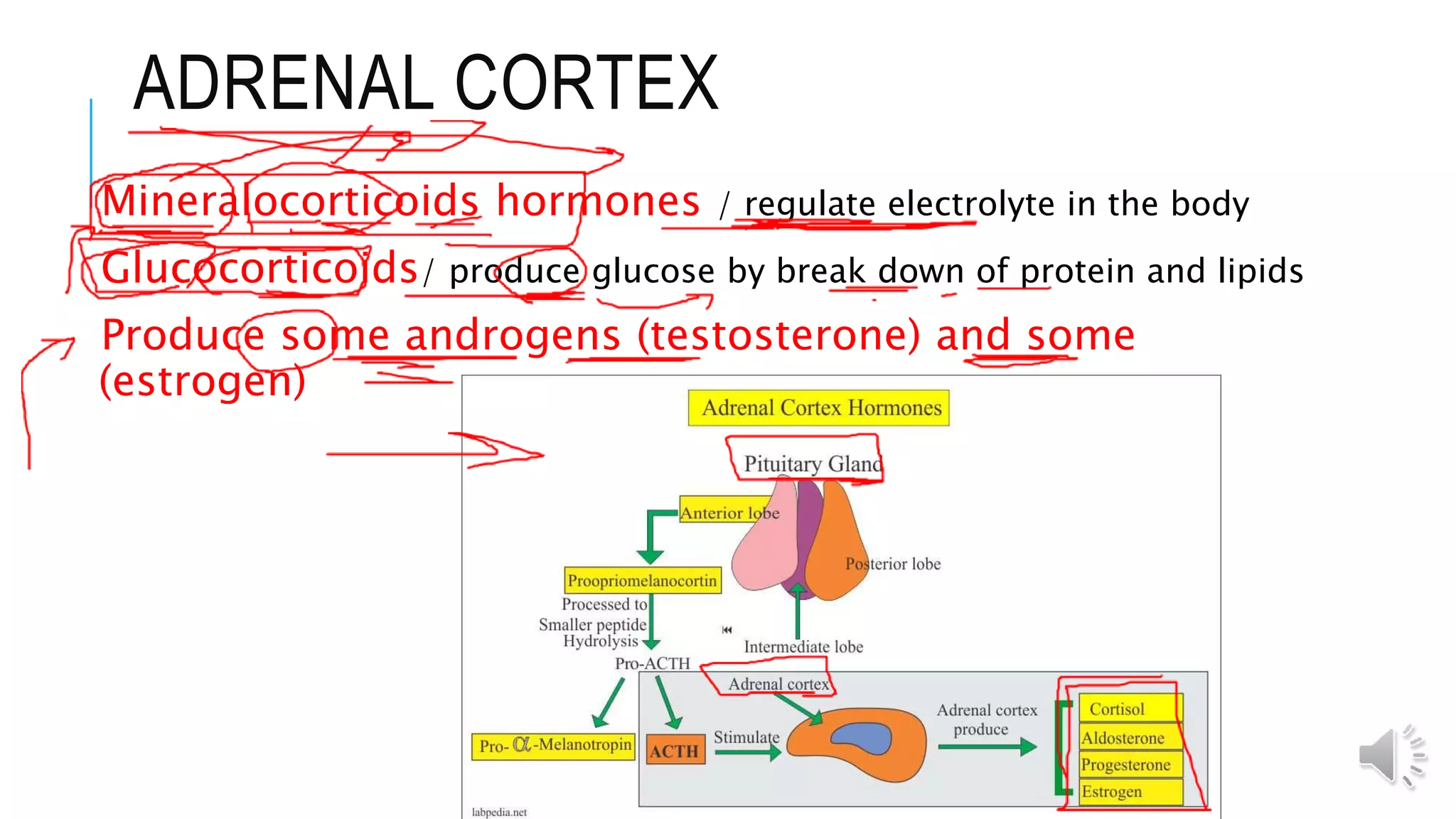 ADRENAL CORTEX
Mineralocorticoids hormones / regulate electrolyte in the body
Glucocorticoids/ produce glucose by break down of protein and lipids
Produce some androgens (testosterone) and some
(estrogen)
 