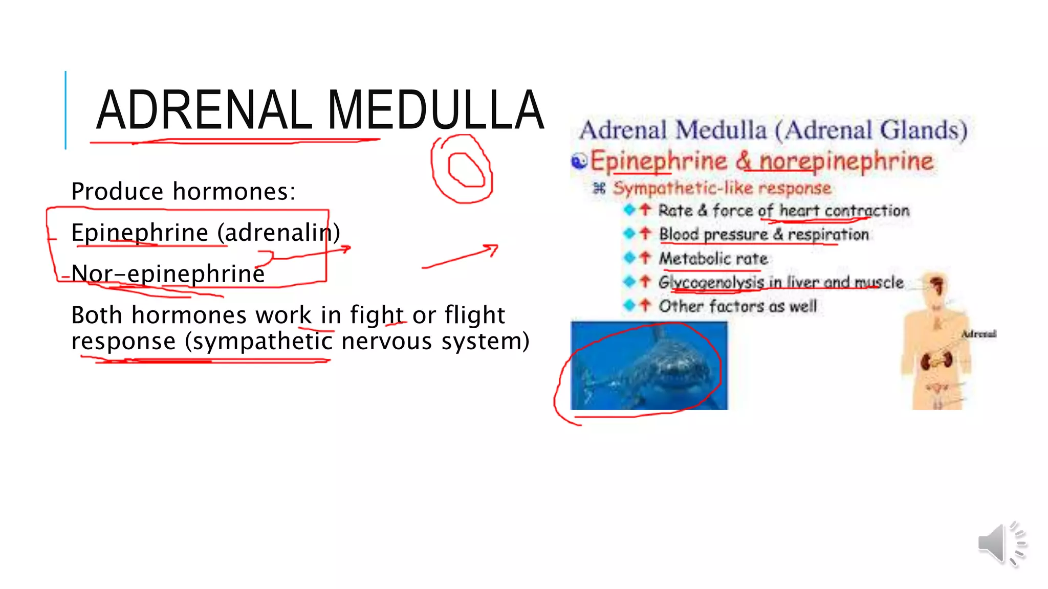 ADRENAL MEDULLA
Produce hormones:
Epinephrine (adrenalin)
Nor-epinephrine
Both hormones work in fight or flight
response (sympathetic nervous system)
 