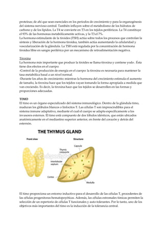 proteínas; de ahí que sean esenciales en los periodos de crecimiento y para la organogénesis
del sistema nervioso central. También influyen sobre el metabolismo de los hidratos de
carbono y de los lípidos. La T4 se convierte en T3 en los tejidos periféricos. La T4 constituye
el 93% de las hormonas metabólicamente activas, y la T3 el 7%.
La hormona estimulante de la tiroides (TSH) actúa sobre todos los procesos que controlan la
síntesis y liberación de la hormona tiroidea, también actúa aumentando la celularidad y
vascularización de la glándula. La TSH está regulada por la concentración de hormona
tiroidea libre en sangre periférica por un mecanismo de retroalimentación negativa.
Tiroxina
La hormona más importante que produce la tiroides se llama tiroxina y contiene yodo . Ésta
tiene dos efectos en el cuerpo:
-Control de la producción de energía en el cuerpo: la tiroxina es necesaria para mantener la
tasa metabólica basal a un nivel normal.
-Durante los años de crecimiento: mientras la hormona del crecimiento estimula el aumento
de tamaño, la tiroxina hace que los tejidos vayan tomando la forma apropiada a medida que
van creciendo. Es decir, la tiroxina hace que los tejidos se desarrollen en las formas y
proporciones adecuadas.
TIMO
El timo es un órgano especializado del sistema inmunológico. Dentro de la glándula timo,
maduran los glóbulos blancos o linfocitos T. Las células T son imprescindibles para el
sistema inmune adaptativo, mediante el cual el cuerpo se adapta específicamente a los
invasores externos. El timo está compuesto de dos lóbulos idénticos, que están ubicados
anatómicamente en el mediastino superior anterior, en frente del corazón y detrás del
esternón.
El timo proporciona un entorno inductivo para el desarrollo de las células T, procedentes de
las células progenitoras hematopoyéticas. Además, las células estromales tímicas permiten la
selección de un repertorio de células T funcionales y auto-tolerantes. Por lo tanto, uno de los
objetivos más importantes del timo es la inducción de la tolerancia central.
 