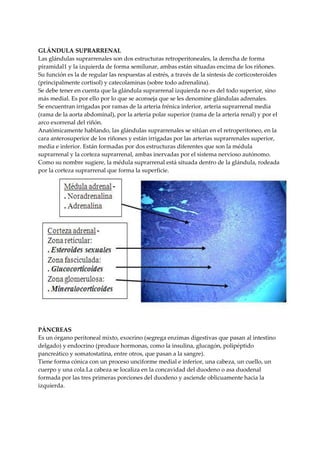 GLÁNDULA SUPRARRENAL
Las glándulas suprarrenales son dos estructuras retroperitoneales, la derecha de forma
piramidal1 y la izquierda de forma semilunar, ambas están situadas encima de los riñones.
Su función es la de regular las respuestas al estrés, a través de la síntesis de corticosteroides
(principalmente cortisol) y catecolaminas (sobre todo adrenalina).
Se debe tener en cuenta que la glándula suprarrenal izquierda no es del todo superior, sino
más medial. Es por ello por lo que se aconseja que se les denomine glándulas adrenales.
Se encuentran irrigadas por ramas de la arteria frénica inferior, arteria suprarrenal media
(rama de la aorta abdominal), por la arteria polar superior (rama de la arteria renal) y por el
arco exorrenal del riñón.
Anatómicamente hablando, las glándulas suprarrenales se sitúan en el retroperitoneo, en la
cara anterosuperior de los riñones y están irrigadas por las arterias suprarrenales superior,
media e inferior. Están formadas por dos estructuras diferentes que son la médula
suprarrenal y la corteza suprarrenal, ambas inervadas por el sistema nervioso autónomo.
Como su nombre sugiere, la médula suprarrenal está situada dentro de la glándula, rodeada
por la corteza suprarrenal que forma la superficie.
PÁNCREAS
Es un órgano peritoneal mixto, exocrino (segrega enzimas digestivas que pasan al intestino
delgado) y endocrino (produce hormonas, como la insulina, glucagón, polipéptido
pancreático y somatostatina, entre otros, que pasan a la sangre).
Tiene forma cónica con un proceso unciforme medial e inferior, una cabeza, un cuello, un
cuerpo y una cola.La cabeza se localiza en la concavidad del duodeno o asa duodenal
formada por las tres primeras porciones del duodeno y asciende oblicuamente hacia la
izquierda.
 