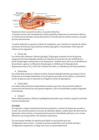 El páncreas tiene una parte exocrina y una parte endocrina:
-La parte exocrina está constituida por células epiteliales dispuestas en estructuras esféricas
u ovoides huecas llamados acinos pancreáticos. Formados por las células acinosas y en parte
por las centroacinosas.
-La parte endocrina se agrupa en islotes de Langerhans, que consisten en cúmulos de células
secretoras de hormonas que producen insulina, glucagón y somatostatina. Estos tipos de
células son los siguientes:
 Célula alfa
Las células alfa sintetizan y liberan glucagón. El glucagón aumenta el nivel de glucosa
sanguínea (hormona hiperglucemiante), al estimular la formación de este carbohidrato a
partir del glucógeno almacenado en los hepatocitos. También ejerce efecto en el metabolismo
de proteínas y grasas. La liberación del glucagón es inhibida por la hiperglucemia.
Representan entre el 10 y el 20% del volumen del islote y se distribuyen de forma periférica.
 Célula beta
Las células beta producen y liberan insulina, hormona hipoglucemiante que regula el nivel
de glucosa en la sangre (facilitando el uso de glucosa por parte de las células, y retirando el
exceso de glucosa, que se almacena en el hígado en forma de glucógeno).
 Célula delta
Las células delta producen somatostatina, hormona que entre otras funciones inhibe la
contracción del músculo liso del aparato digestivo y de la vesícula biliar cuando la digestión
ha terminado.
 Célula F
Estas células producen y liberan el polipéptido pancreático que controla y regula la secreción
exocrina del páncreas.
OVARIO
Es la gónada u órgano reproductor femenino productor y secretor de hormonas sexuales y
óvulos. Son estructuras pares con forma de almendra, fijados a ambos lados del útero por los
ligamentos uteroováricos y a la pared pelviana por los infundíbulos pelvianos. Los ovarios
femeninos son el equivalente a los testículos masculinos.
El ovario posee medidas de sujeción para fijarlo en una posición que son:
-El ligamento útero-ovárico: va desde la porción medial del ovario al fondo del útero.
-El ligamento suspensorio: se dirige del ovario a la pared abdominal.
 