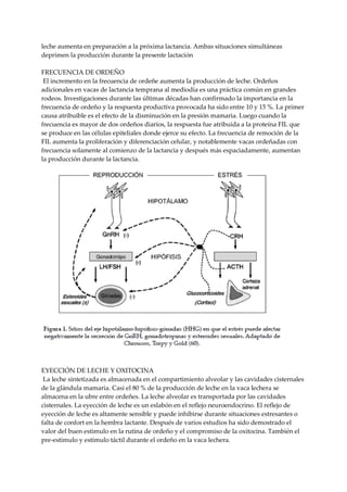 leche aumenta en preparación a la próxima lactancia. Ambas situaciones simultáneas
deprimen la producción durante la presente lactación
FRECUENCIA DE ORDEÑO
El incremento en la frecuencia de ordeñe aumenta la producción de leche. Ordeños
adicionales en vacas de lactancia temprana al mediodía es una práctica común en grandes
rodeos. Investigaciones durante las últimas décadas han confirmado la importancia en la
frecuencia de ordeño y la respuesta productiva provocada ha sido entre 10 y 15 %. La primer
causa atribuible es el efecto de la disminución en la presión mamaria. Luego cuando la
frecuencia es mayor de dos ordeños diarios, la respuesta fue atribuida a la proteína FIL que
se produce en las células epiteliales donde ejerce su efecto. La frecuencia de remoción de la
FIL aumenta la proliferación y diferenciación celular, y notablemente vacas ordeñadas con
frecuencia solamente al comienzo de la lactancia y después más espaciadamente, aumentan
la producción durante la lactancia.
EYECCIÓN DE LECHE Y OXITOCINA
La leche sintetizada es almacenada en el compartimiento alveolar y las cavidades cisternales
de la glándula mamaria. Casi el 80 % de la producción de leche en la vaca lechera se
almacena en la ubre entre ordeñes. La leche alveolar es transportada por las cavidades
cisternales. La eyección de leche es un eslabón en el reflejo neuroendocrino. El reflejo de
eyección de leche es altamente sensible y puede inhibirse durante situaciones estresantes o
falta de confort en la hembra lactante. Después de varios estudios ha sido demostrado el
valor del buen estimulo en la rutina de ordeño y el compromiso de la oxitocina. También el
pre-estímulo y estímulo táctil durante el ordeño en la vaca lechera.
 
