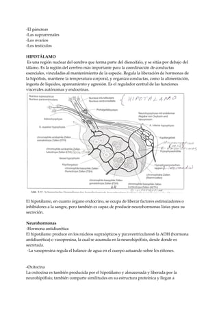 -El páncreas
-Las suprarrenales
-Los ovarios
-Los testículos
HIPOTÁLAMO
Es una región nuclear del cerebro que forma parte del diencéfalo, y se sitúa por debajo del
tálamo. Es la región del cerebro más importante para la coordinación de conductas
esenciales, vinculadas al mantenimiento de la especie. Regula la liberación de hormonas de
la hipófisis, mantiene la temperatura corporal, y organiza conductas, como la alimentación,
ingesta de líquidos, apareamiento y agresión. Es el regulador central de las funciones
viscerales autónomas y endocrinas.
El hipotálamo, en cuanto órgano endocrino, se ocupa de liberar factores estimuladores o
inhibidores a la sangre, pero también es capaz de producir neurohormonas listas para su
secreción.
Neurohormonas
-Hormona antidiurética
El hipotálamo produce en los núcleos supraópticos y paraventriculares6 la ADH (hormona
antidiurética) o vasopresina, la cual se acumula en la neurohipófisis, desde donde es
secretada.
-La vasopresina regula el balance de agua en el cuerpo actuando sobre los riñones.
-Oxitocina
La oxitocina es también producida por el hipotálamo y almacenada y liberada por la
neurohipófisis; también comparte similitudes en su estructura proteínica y llegan a
 