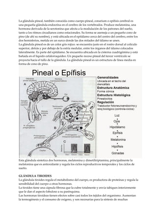 La glándula pineal, también conocida como cuerpo pineal, conarium o epífisis cerebral es
una pequeña glándula endocrina en el cerebro de los vertebrados. Produce melatonina, una
hormona derivada de la serotonina que afecta a la modulación de los patrones del sueño,
tanto a los ritmos circadianos como estacionales. Su forma se asemeja a un pequeño cono de
pino (de ahí su nombre), y está ubicada en el epitálamo cerca del centro del cerebro, entre los
dos hemisferios, metida en un surco donde las dos mitades del tálamo se unen.
La glándula pineal es de un color gris rojizo. se encuentra justo en el rostro dorsal al colículo
superior, detrás y por debajo de la estría medular, entre los órganos del tálamo colocados
lateralmente. Es parte del epitálamo. Se encuentra ubicada en la cisterna cuadrigémina y está
bañada en el líquido cefalorraquídeo. Un pequeño receso pineal del tercer ventrículo se
proyecta hacia el tallo de la glándula. La glándula pineal es un estructura de línea media en
forma de cono de pino.
Esta glándula sintetiza dos hormonas, melatonina y dimetiltriptamina, principalmente la
melatonina que es antioxidante y regula los ciclos reproductivos temporales y los ciclos de
sueño.
GLÁNDULA TIROIDES
La glándula tiroides regula el metabolismo del cuerpo, es productora de proteínas y regula la
sensibilidad del cuerpo a otras hormonas.
La tiroides tiene una cápsula fibrosa que la cubre totalmente y envía tabiques interiormente
que le dan el aspecto lobuloso a su parénquima.
Las hormonas tiroideas tienen efectos sobre casi todos los tejidos del organismo. Aumentan
la termogénesis y el consumo de oxígeno, y son necesarias para la síntesis de muchas
 