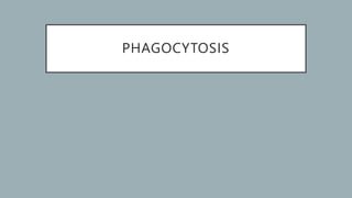 PHAGOCYTOSIS
 
