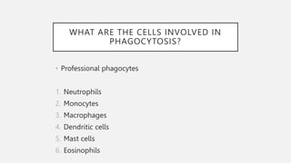 WHAT ARE THE CELLS INVOLVED IN
PHAGOCYTOSIS?
• Professional phagocytes
1. Neutrophils
2. Monocytes
3. Macrophages
4. Dendritic cells
5. Mast cells
6. Eosinophils
 