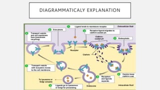 DIAGRAMMATICALY EXPLANATION
 