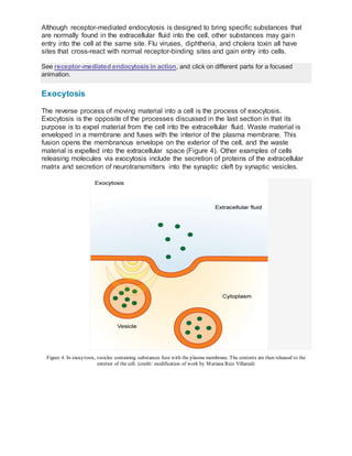 Receptor Mediated Endocytosis Animation