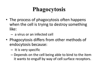 Phagocytosis
• The process of phagocytosis often happens
when the cell is trying to destroy something
like:
– a virus or an infected cell
• Phagocytosis differs from other methods of
endocytosis because:
– It is very specific
– Depends on the cell being able to bind to the item
it wants to engulf by way of cell surface receptors.
 