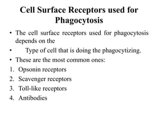 Cell Surface Receptors used for
Phagocytosis
• The cell surface receptors used for phagocytosis
depends on the
• Type of cell that is doing the phagocytizing.
• These are the most common ones:
1. Opsonin receptors
2. Scavenger receptors
3. Toll-like receptors
4. Antibodies
 