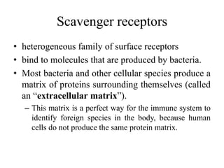 Scavenger receptors
• heterogeneous family of surface receptors
• bind to molecules that are produced by bacteria.
• Most bacteria and other cellular species produce a
matrix of proteins surrounding themselves (called
an “extracellular matrix”).
– This matrix is a perfect way for the immune system to
identify foreign species in the body, because human
cells do not produce the same protein matrix.
 