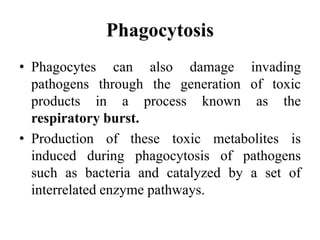 Phagocytosis
• Phagocytes can also damage invading
pathogens through the generation of toxic
products in a process known as the
respiratory burst.
• Production of these toxic metabolites is
induced during phagocytosis of pathogens
such as bacteria and catalyzed by a set of
interrelated enzyme pathways.
 