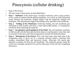 Pinocytosis (cellular drinking)
• Steps of the Process
• The basic steps of pinocytosis are described below:
• Step 1 – Initiation: In the initial stage, an inducer molecule, such as sugar, protein,
or ion, comes in contact with the plasma membrane. As a result, an ionic interaction
occurs between the positively charged inducer and the negatively charged cell
membrane. This phenomenon triggers the binding of the molecule to the membrane.
• Step 2 – Folding of the Membrane: Following binding, the cell membrane gets
stimulated to fold inwards and form a small open-ended pocket, or invagination,
around the fluid containing the molecule.
• Step 3 – Invagination and Engulfment of the Fluid: The cell membrane continues
to fold inwards with the fluid and dissolved solutes in small pockets. Later, they start
to reconnect at the open end of the invagination to enclose the fluid and solutes.
• Step 4 – Detachment of the Pocket: This is the final stage when both ends of the
invagination meet. It gives rise to a vesicular structure called a pinosome that
contains extracellular fluid and dissolved solutes. Afterward, this pouch gets
detached or pinches off from the cell membrane. The molecules present inside the
vesicle are eventually released to be used by other parts of the cell, thus completing
the process.
 