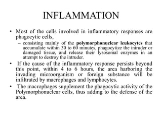 INFLAMMATION
• Most of the cells involved in inflammatory responses are
phagocytic cells,
– consisting mainly of the polymorphonuclear leukocytes that
accumulate within 30 to 60 minutes, phagocytize the intruder or
damaged tissue, and release their lysosomal enzymes in an
attempt to destroy the intruder.
• If the cause of the inflammatory response persists beyond
this point, within 4 to 6 hours, the area harboring the
invading microorganism or foreign substance will be
infiltrated by macrophages and lymphocytes.
• The macrophages supplement the phagocytic activity of the
Polymorphonuclear cells, thus adding to the defense of the
area.
 