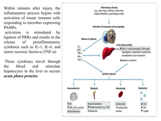 Within minutes after injury, the
inflammatory process begins with
activation of innate immune cells
responding to microbes expressing
PAMPs.
activation is stimulated by
ligation of PRRs and results in the
release of proinflammatory
cytokines such as IL-1, IL-6, and
tumor necrosis factor-α (TNF-α)
These cytokines travel through
the blood and stimulate
hepatocytes in the liver to secrete
acute phase proteins
 