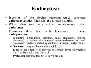 Endocytosis
• Ingestion of the foreign macromolecules generates
endocytic vesicles filled with the foreign material.
• Which then fuse with acidic compartments called
endosomes.
• Edosomes then fuse with lysosomes to form
endolysosomes.
– containing degradative enzymes (e.g., nucleases, lipases,
proteases) to reduce the ingested macromolecules to small
breakdown products, including nucleotides, sugars, and peptides.
– Nucleases: enzyme that cleaves nucleic acids
– Lipases: are a family of enzymes that break down triglycerides
into free fatty acids and glycerol.
– Proteases: enzymes that break down protein
 