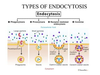 TYPES OF ENDOCYTOSIS
 