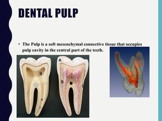 DENTAL PULP
• The Pulp is a soft mesenchymal connective tissue that occupies
pulp cavity in the central part of the teeth.
 