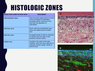 HISTOLOGIC ZONES
 