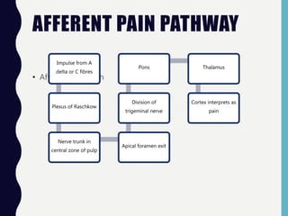 AFFERENT PAIN PATHWAY
• Afferent pain path
Impulse from A
delta or C fibres
Plexus of Raschkow
Nerve trunk in
central zone of pulp
Apical foramen exit
Division of
trigeminal nerve
Pons Thalamus
Cortex interprets as
pain
 
