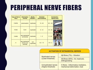 PERIPHERAL NERVE FIBERS
 