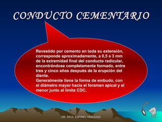 CONDUCTO CEMENTARIO


   Revestido por cemento en toda su extensión,
   corresponde aproximadamente, a 0,5 a 3 mm
   de la extremidad final del conducto radicular,
   encontrándose completamente formado, entre
   tres y cinco años después de la erupción del
   diente.
   Generalmente tiene la forma de embudo, con
   el diámetro mayor hacia el foramen apical y el
   menor junto al límite CDC.




                DR. RAÚL ESPINEL VERDUGA
 