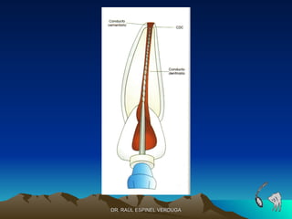 DR. RAÚL ESPINEL VERDUGA
 