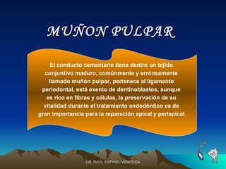 MUÑON PULPAR

     El conducto cementario tiene dentro un tejido
  conjuntivo maduro, comúnmente y erróneamente
    llamado muñón pulpar, pertenece al ligamento
 periodontal, está exento de dentinoblastos, aunque
   es rico en fibras y células, la preservación de su
  vitalidad durante el tratamiento endodóntico es de
gran importancia para la reparación apical y periapical.




                  DR. RAÚL ESPINEL VERDUGA
 