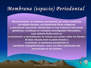Membrana (espacio) Periodontal

     Mecánicamente, la membrana periodontal, por estar constituida
           por tejidos blandos, principalmente fibras colágenas
   y estructuras vasculares, distribuidas en una sustancia intercelular
     gelatinosa, constituye un verdadero amortiguador hidrostático,
                        cuyo sistema fluido actúa en
la transmisión y neutralización de fuerzas que actúan sobre los dientes.
                  Al estar situada entre la pared alveolar y
                  el cemento, la membrana periodontal se
      manifiesta radiográficamente, como una línea radiolúcida más
                        pronunciada en los jóvenes.




                        DR. RAÚL ESPINEL VERDUGA
 