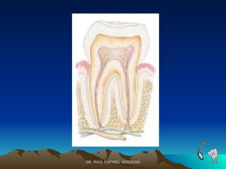 DR. RAÚL ESPINEL VERDUGA
 