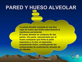 PARED Y HUESO ALVEOLAR


    La pared alveolar consiste en una fina
    capa de hueso que limita externamente la
    membrana periodontal.
    El hueso alveolar se compone de dos
    partes. Una parte, representada por el
    hueso compacto que limita la parte
    esponjosa y la otra, el esponjoso
    propiamente dicho, constituyendo los
    componentes de sustentación alveolar de
    los dientes.



               DR. RAÚL ESPINEL VERDUGA
 