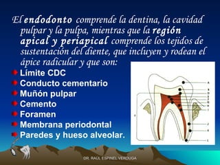 El endodonto comprende la dentina, la cavidad
  pulpar y la pulpa, mientras que la región
  apical y periapical comprende los tejidos de
  sustentación del diente, que incluyen y rodean el
  ápice radicular y que son:
  Límite CDC
  Conducto cementario
  Muñón pulpar
  Cemento
  Foramen
  Membrana periodontal
  Paredes y hueso alveolar.

                  DR. RAÚL ESPINEL VERDUGA
 
