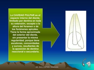 La CAVIDAD PULPAR es el
 espacio interno del diente,
limitado por dentina en toda
  su extensión, excepto a la
    altura del foramen o de
   los forámenes apicales.
 Tiene la forma aproximada
    del exterior del diente,
    sin presentar la misma
  regularidad, porque tiene
  escalones, concavidades
   y surcos, resultantes de
    la aposición de dentina
   reaccional o secundaria.




                       DR. RAÚL ESPINEL VERDUGA
 