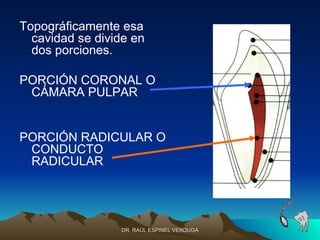 Topográficamente esa
  cavidad se divide en
  dos porciones.

PORCIÓN CORONAL O
 CÁMARA PULPAR


PORCIÓN RADICULAR O
 CONDUCTO
 RADICULAR




                 DR. RAÚL ESPINEL VERDUGA
 