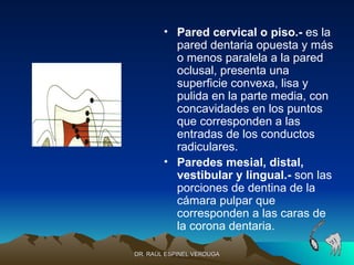 • Pared cervical o piso.- es la
          pared dentaria opuesta y más
          o menos paralela a la pared
          oclusal, presenta una
          superficie convexa, lisa y
          pulida en la parte media, con
          concavidades en los puntos
          que corresponden a las
          entradas de los conductos
          radiculares.
        • Paredes mesial, distal,
          vestibular y lingual.- son las
          porciones de dentina de la
          cámara pulpar que
          corresponden a las caras de
          la corona dentaria.

DR. RAÚL ESPINEL VERDUGA
 